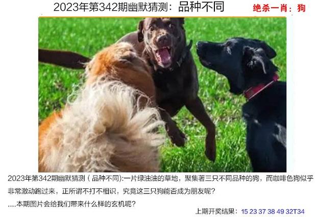 澳门免费资料大全精准版2023,设计策略快速解答_整版DKJ656.74